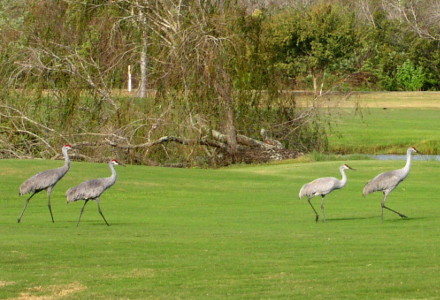 [Four cranes walking across the grass in a near single file. The birds have long legs and are grey with a red section on their heads. They are in the range of four to five feet tall.]